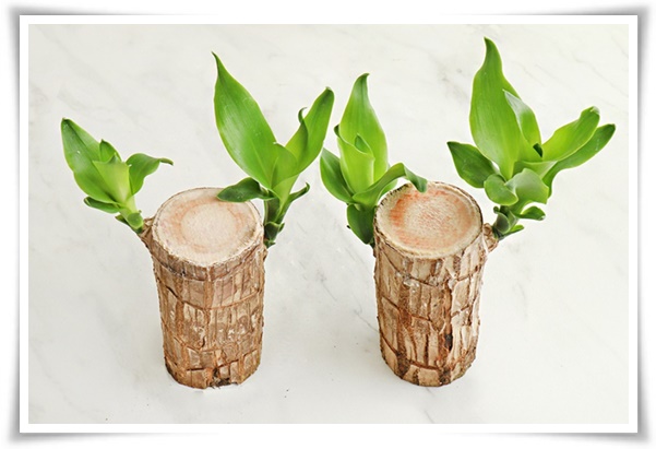 &quot;행운목&quot; 행운을 불러오며 실내 정원을 아름답게 가꾸는 초록의 친구!