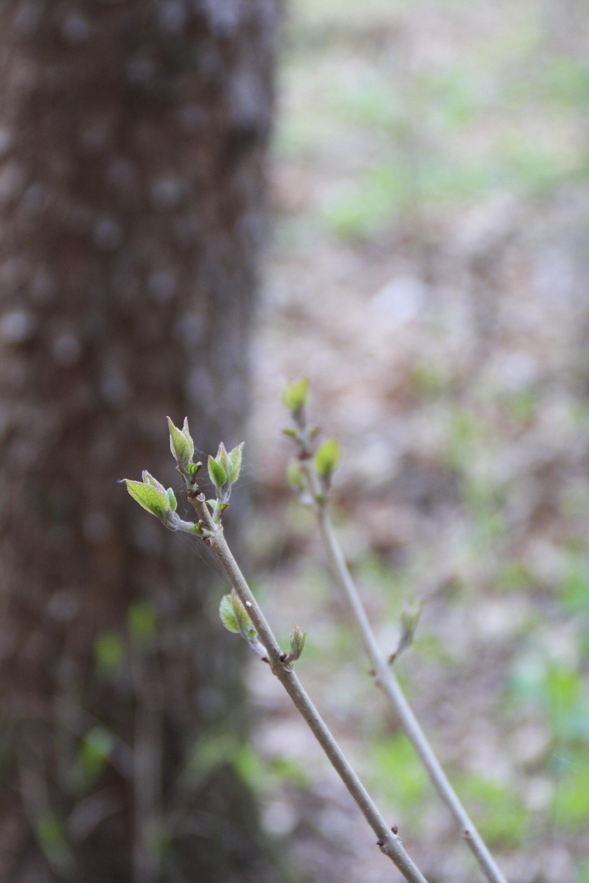 새순이 나는 순간 관련 사진