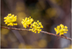 구례 산수유축제 일정