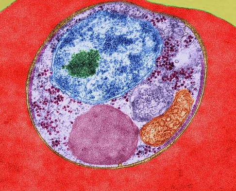 말라리아 증상 10가지