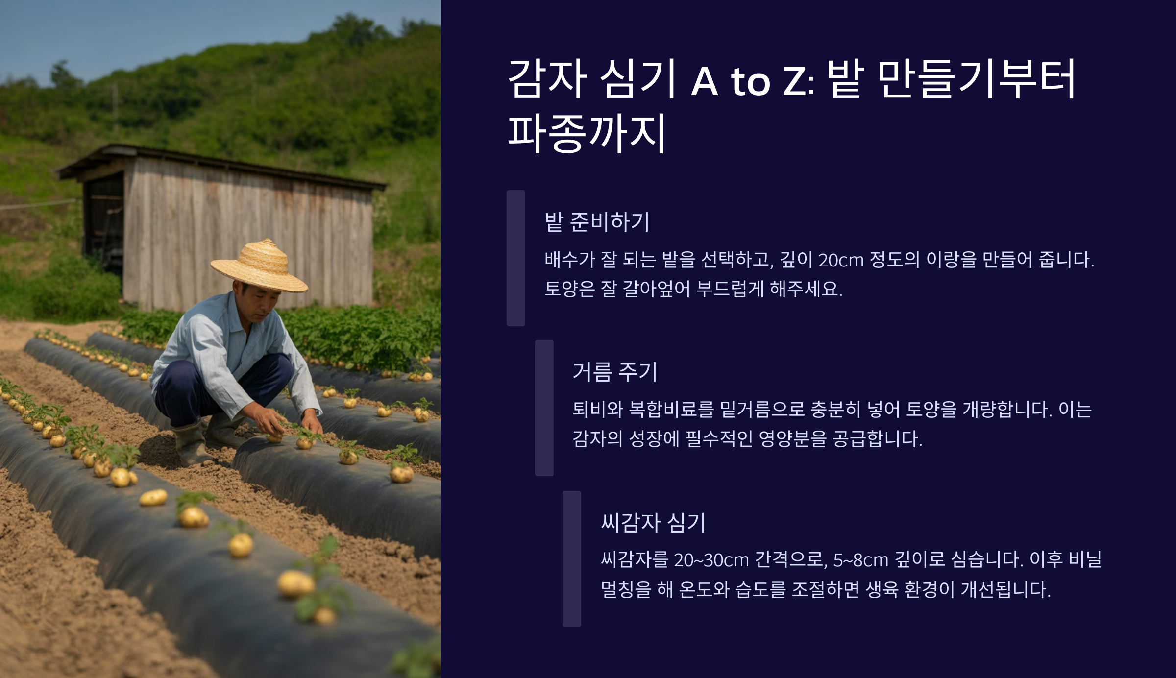 본격! 감자 심기 A to Z (밭 만들기부터 파종까지)