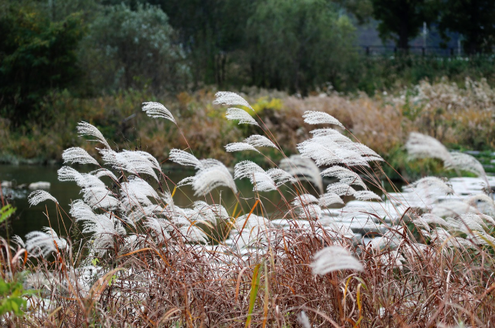 횡성 호수길과 태기산, 억새, 관련 사진