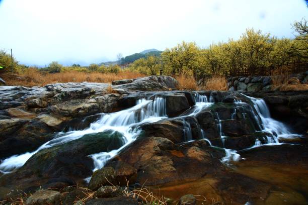 구례 산수유 꽃