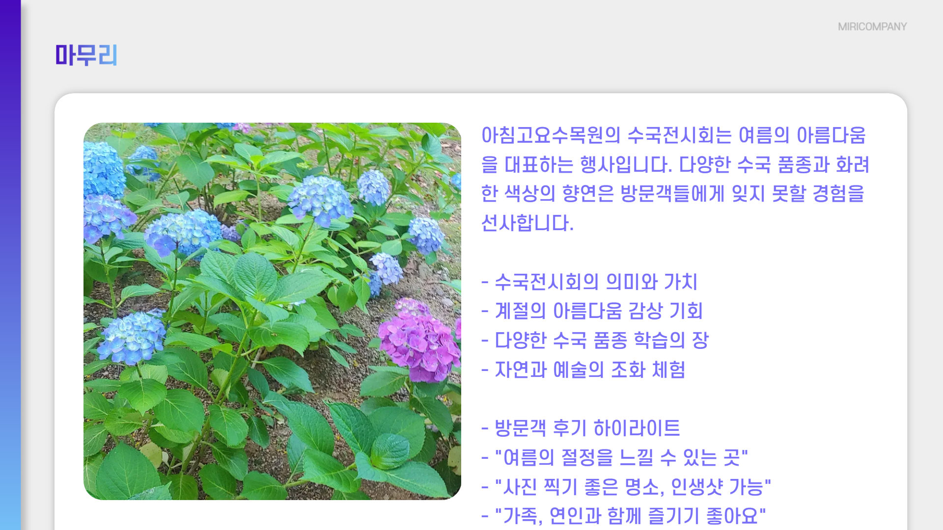 아침고요수목원 수국전시회