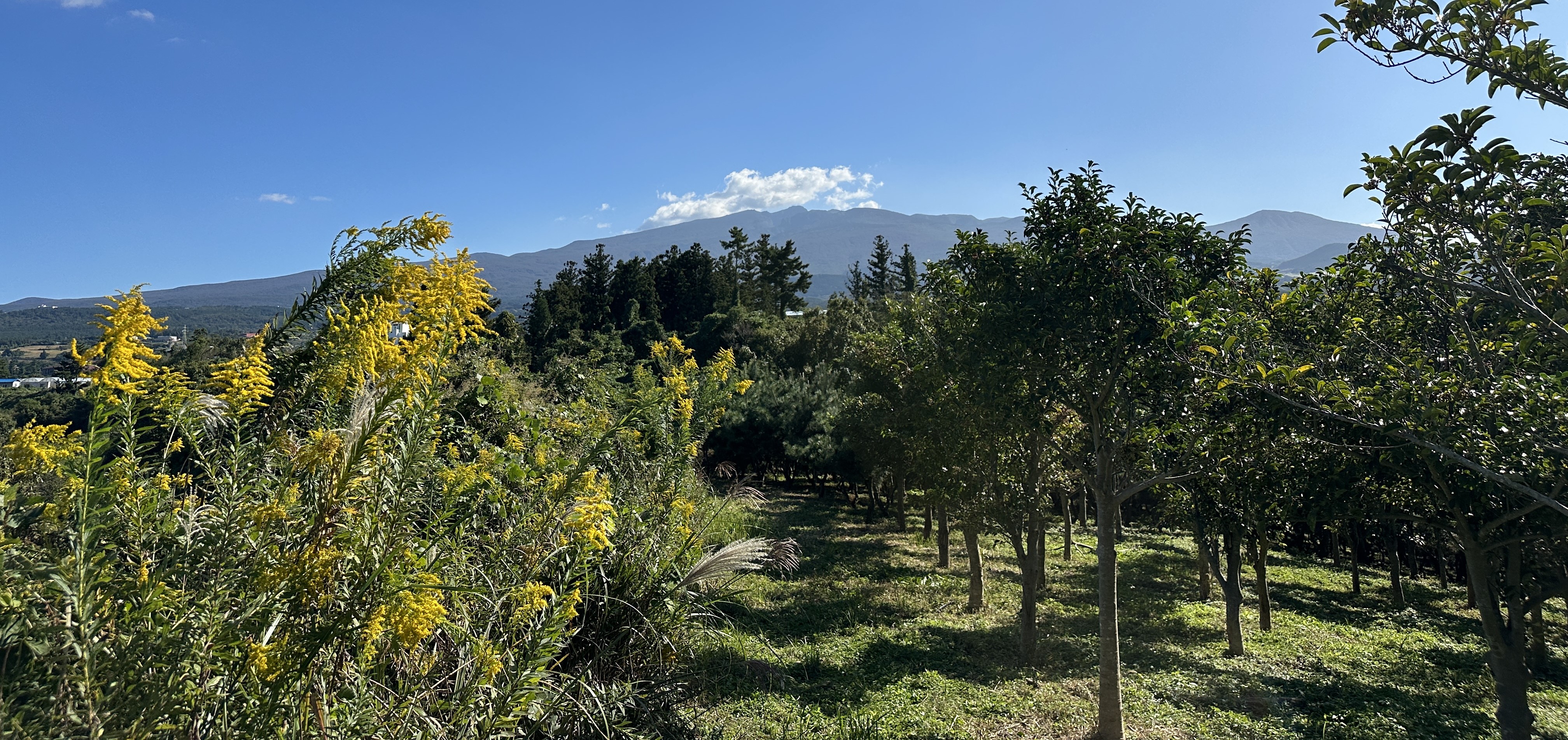 오드싱오름 산책로