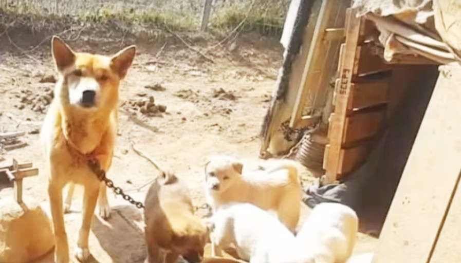 '나는솔로' 19기 순자 강아지학대