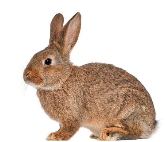 2024년 토끼띠 운세