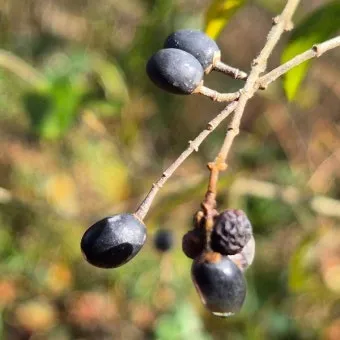 진한 향기에 취해버리는 이 꽃 산책로 옆 울타리 쥐똥나무_22