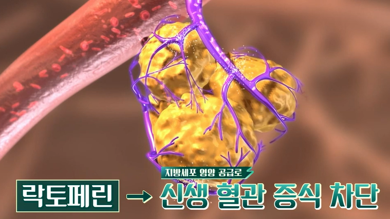 락토페린 효능