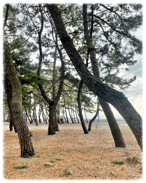 몽산포해수욕장