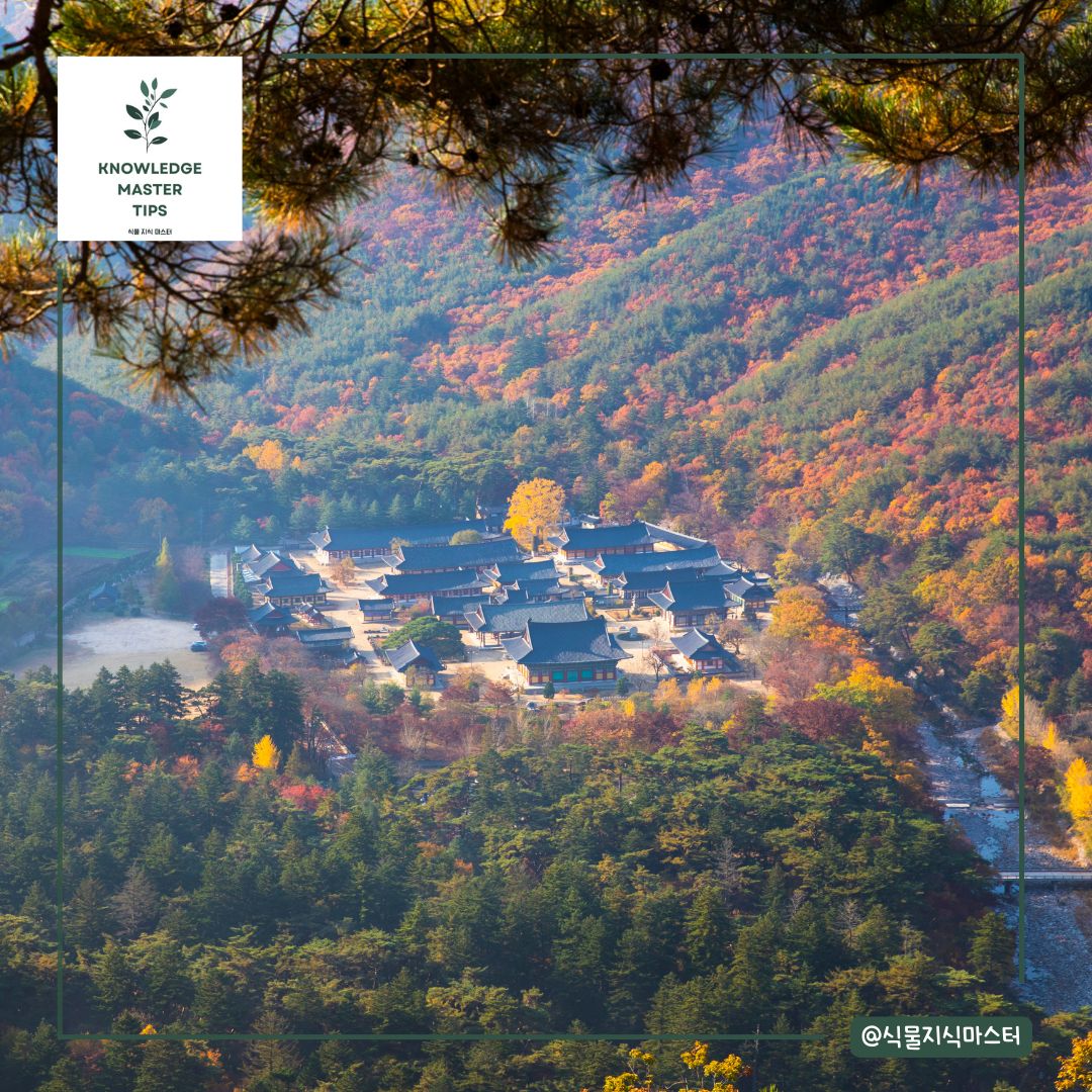 경상도 단풍 명소 - 청도 운문사