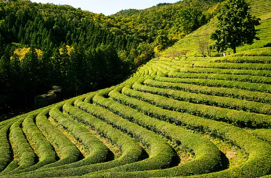 무릎-관절에-좋은-음식-건강