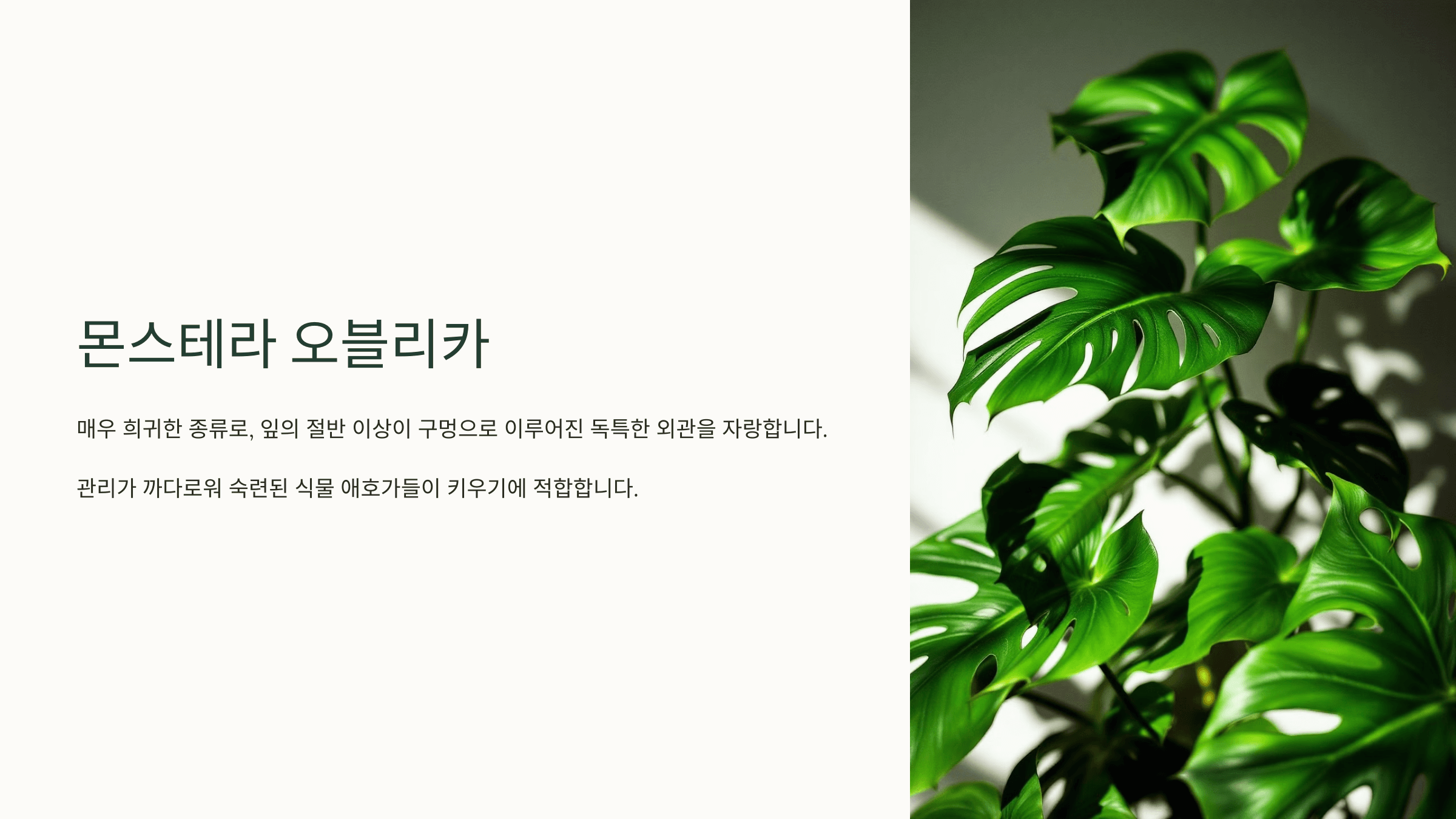 몬스테라와 관련된 사진입니다.
