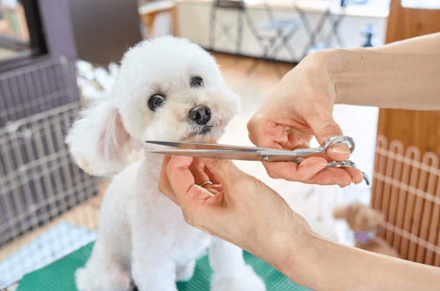 반려동물관리사&#44; 반려동물 전문가 되는 법 총정리