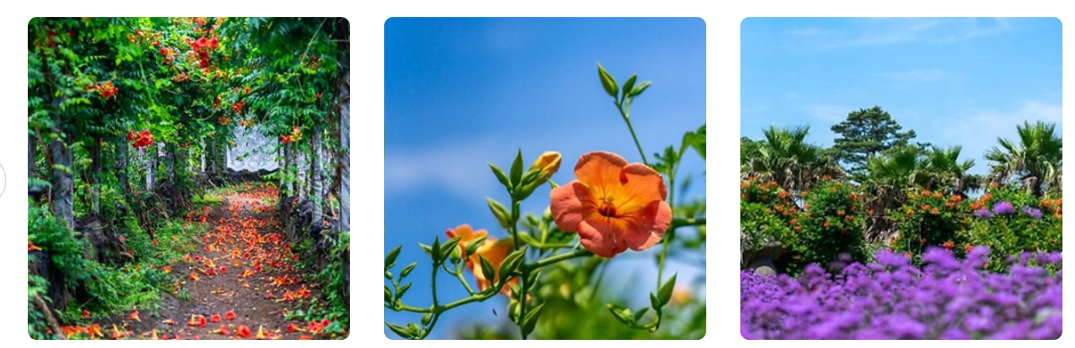 6월 꽃구경 가볼만한곳