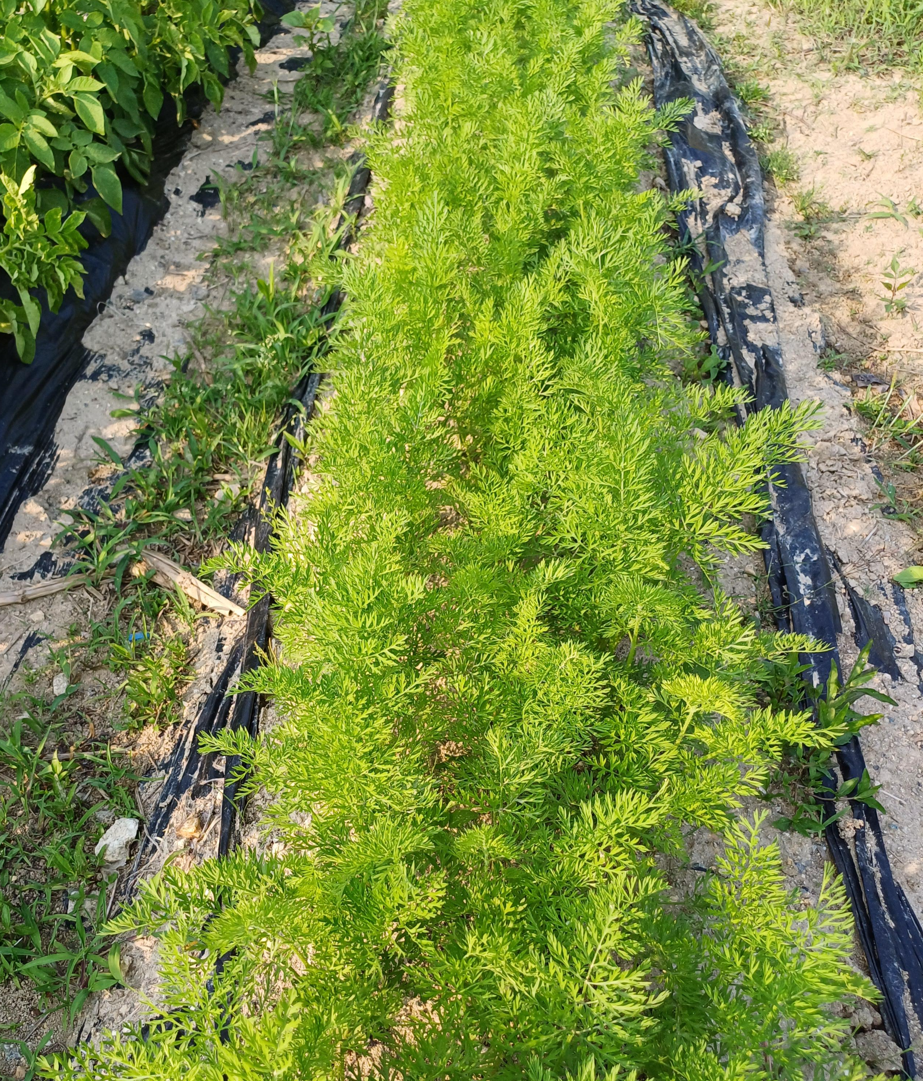 파종 방법 &ndash; 깊이, 간격, 흙 덮기 요령