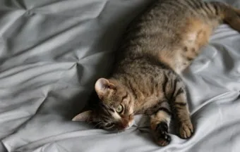 고양이 우울증과 무기력증 증상_10