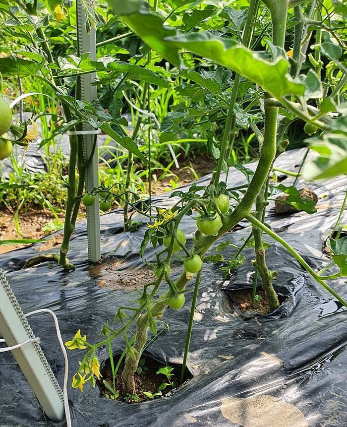 방울토마토 키우기