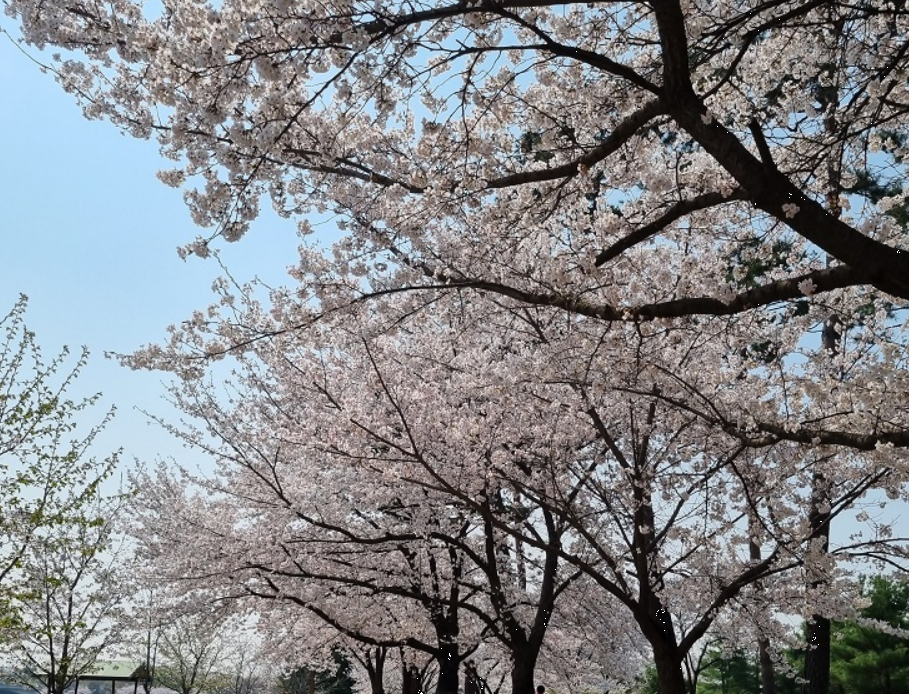 일산 호수 공원 벚꽃