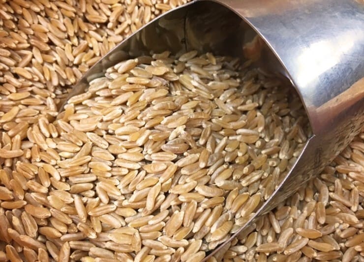 카무트-곡물-가득