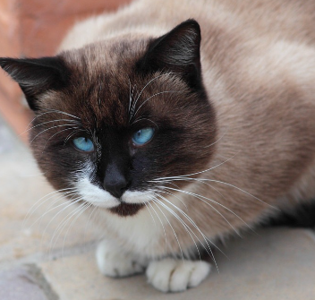 파란 눈의 사시 고양이.