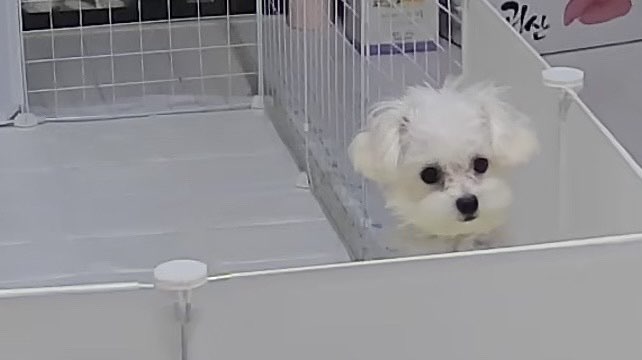 구루미 탈출 시도하다 쳐다보는 모습