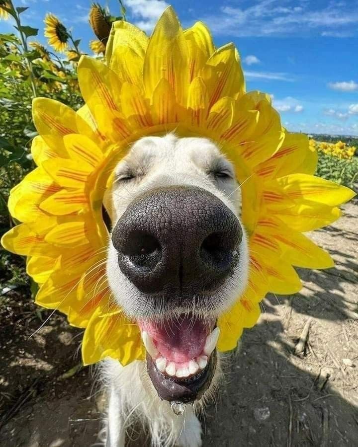 A-happy-puppy-photos