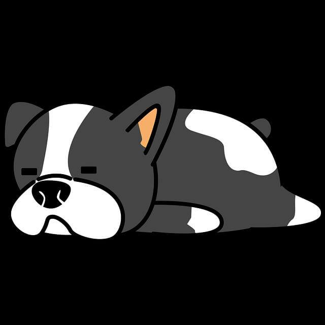 강아지 피부병 종류와 증상별 치료법 총정리