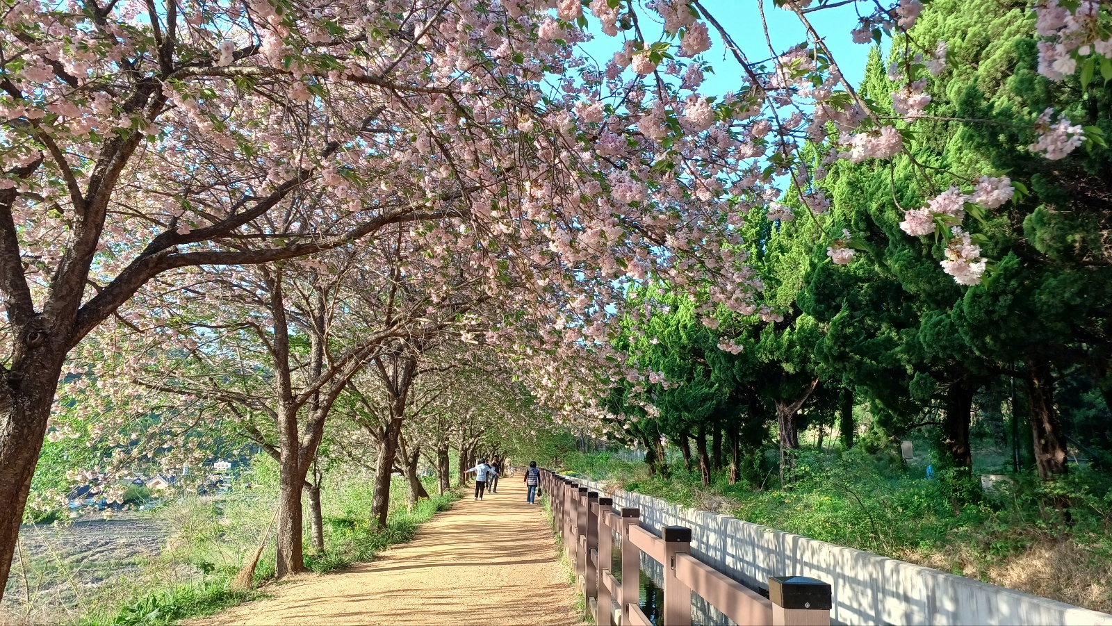 선덕여왕길 겹벚꽃6