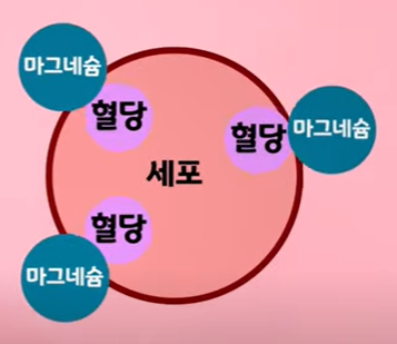 당뇨 영양제