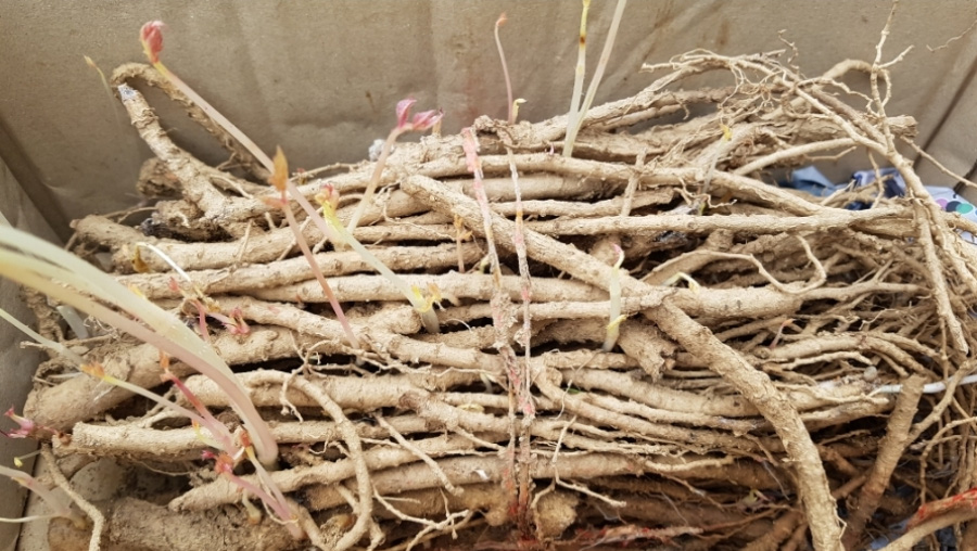 야생에서 채취를 한 두릅나무의 뿌리를 네모난 상자에 수북하게 쌓아두고 찍은 사진