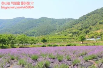 라벤더 재배 배수 확보 햇빛 관리 향 오래 유지_3