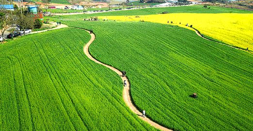 고창 청보리밭 축제