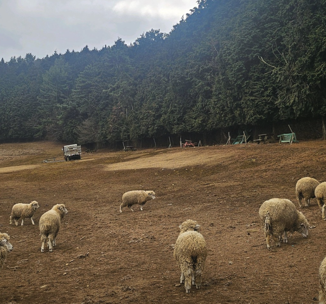 6시 내고향 남해양떼목장 양모리학교 산양유 체험