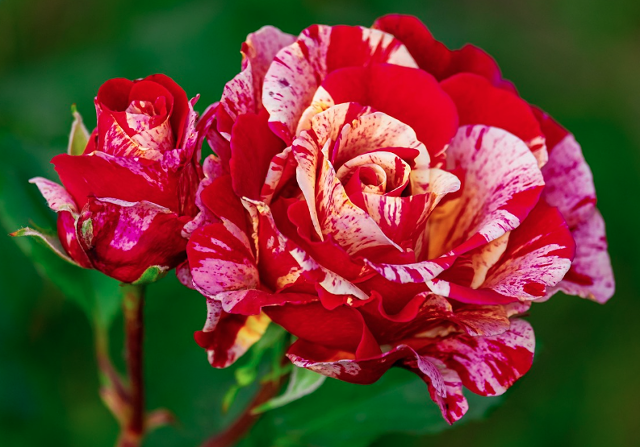 2025 부천 백만송이 장미축제