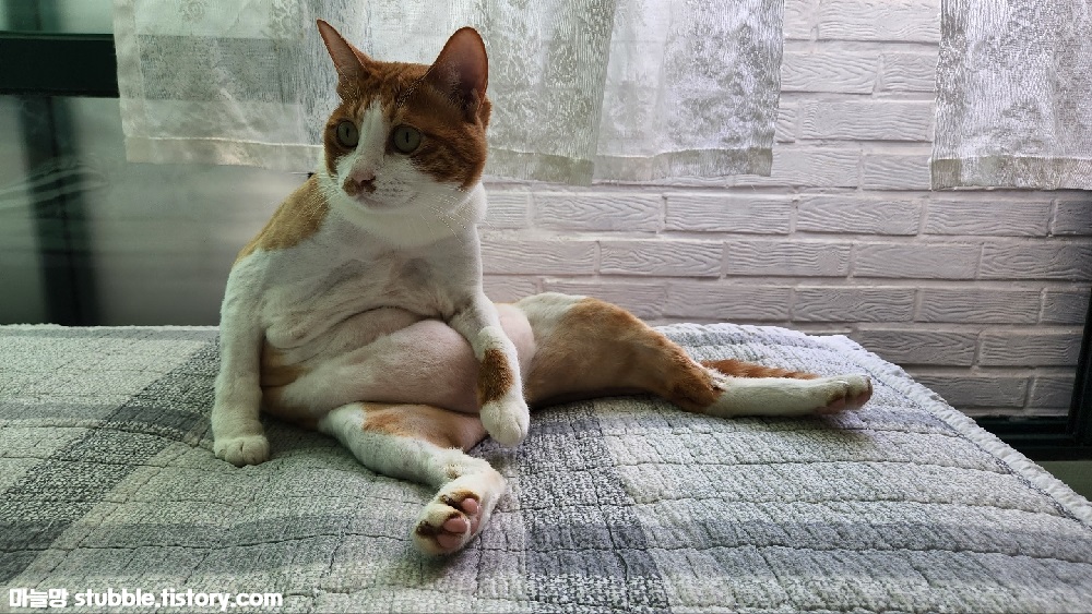 사람같은 자세로 앉아서 뱃살을 드러내놓고 있는 고양이