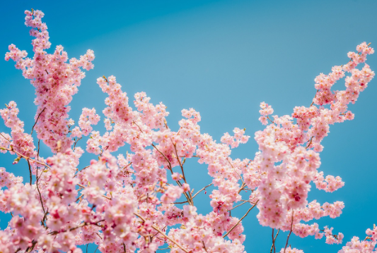 저렴하게 다녀오는 일본 벚꽃 여행 팁