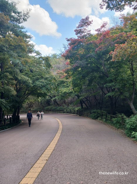 서울 단풍명소 남산 둘레길 가을 풍경과 단풍길 전경