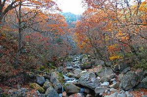 가야산단풍-4 
