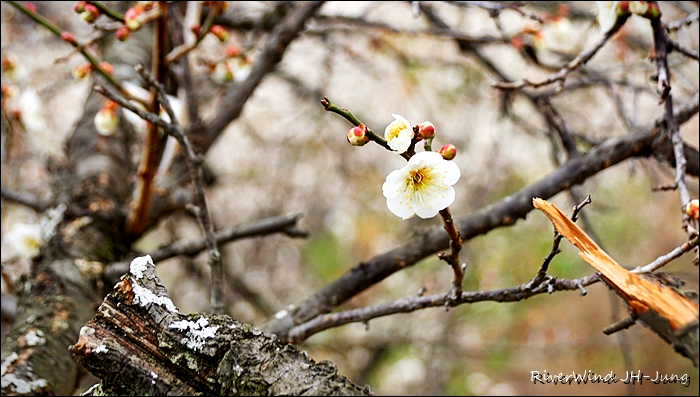원동매하화 순매원