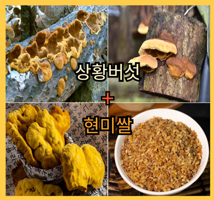 상황버섯 쌀