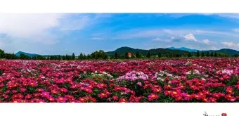 핫들생태공원 합천 산청 진달래축제_17