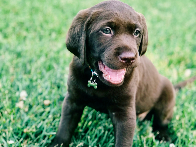 잔디밭에 앉아서 웃고있는 강아지
