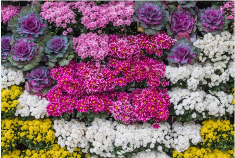 꽃축제는 역시 예쁜 꽃사진