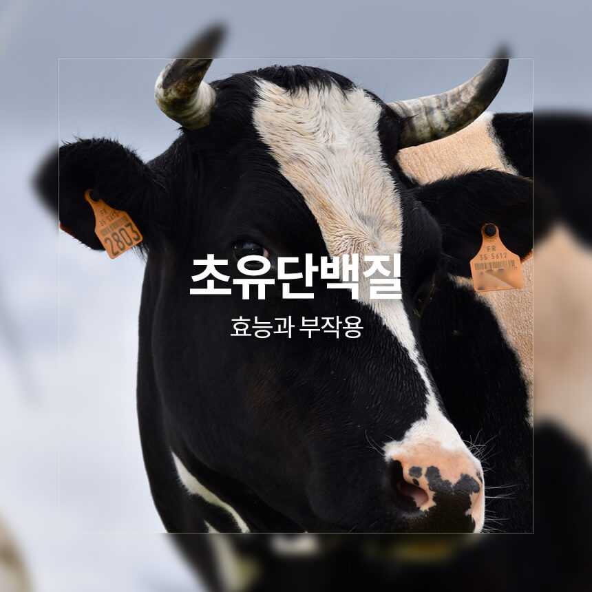 “초유단백질-효능과-부작용”