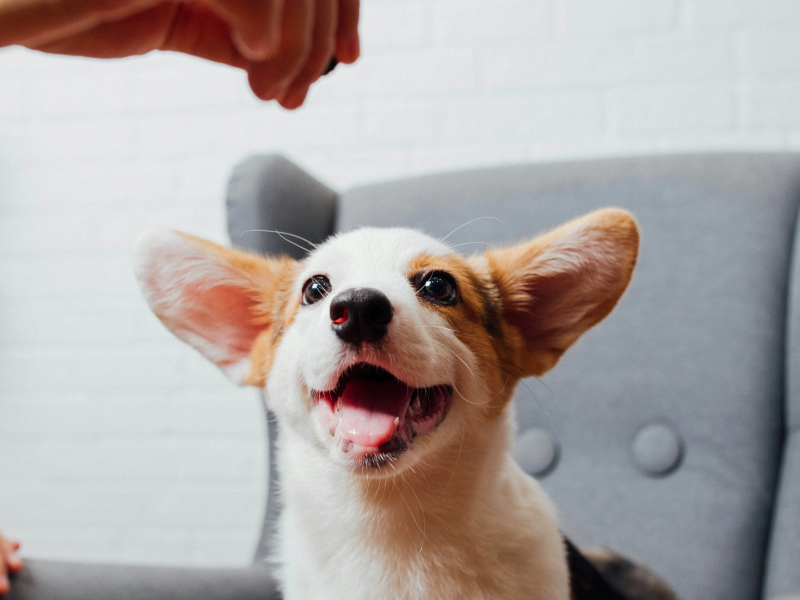 간식을 기다리는 강아지