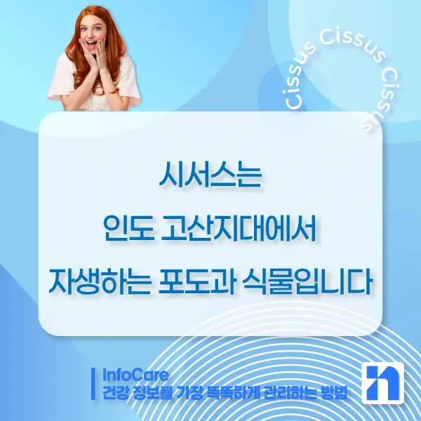 시서스 효능