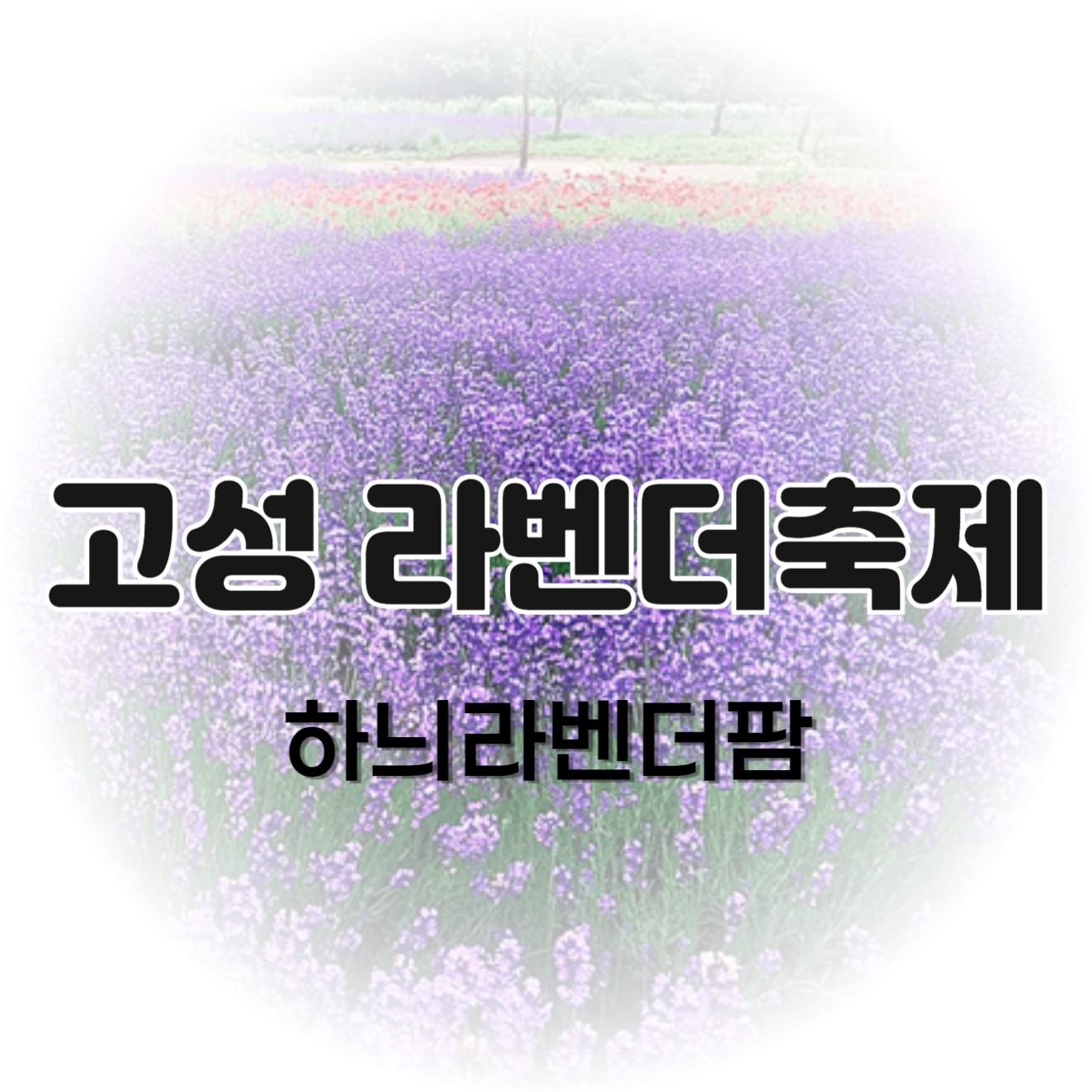 고성 라벤더축제 6월 꽃축제 하늬라벤더팜 정보(+주차, 반려견)
