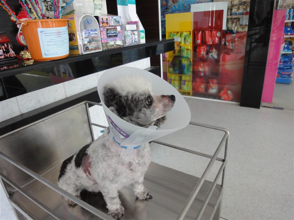 강아지 슬개골 탈구 사진