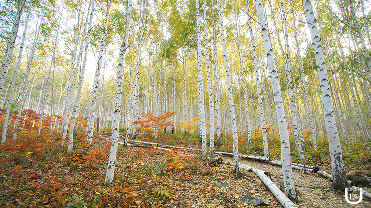 강원도 인제 - 원대리 자작나무숲 🌲❄️